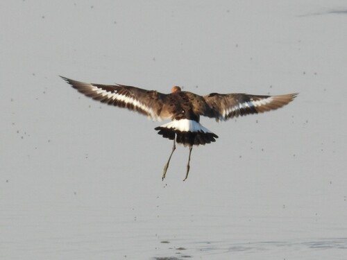 iNaturalist image