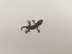 Gekko japonicus