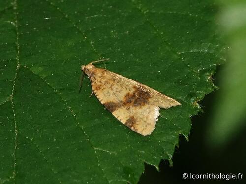 Brown-Barred Tortrix