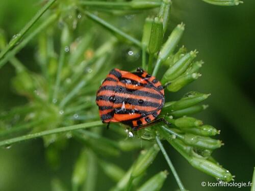 Continental Striped Shield Bug