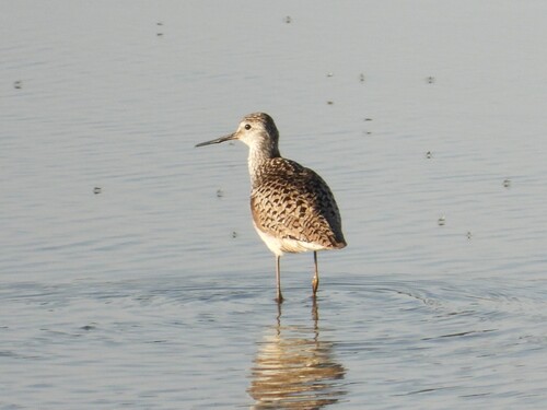 iNaturalist: (c) Владимир Джерихов, some rights reserved (CC BY-NC), uploaded by Владимир Джерихов iNaturalist image