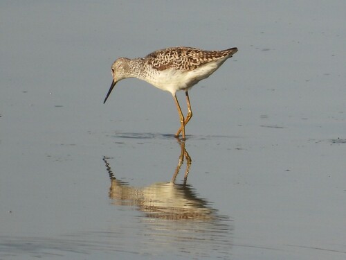 iNaturalist image
