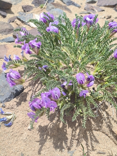 Oxytropis falcata