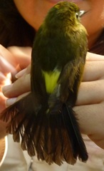 Myiobius sulphureipygius