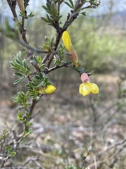 Chamaecytisus spinescens
