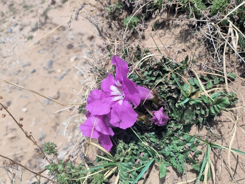 Dwarf Trumpet-flower