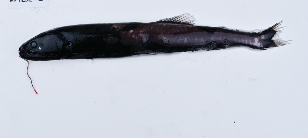 Astronesthes caulophorus