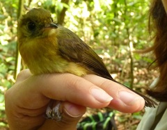 Myiobius sulphureipygius
