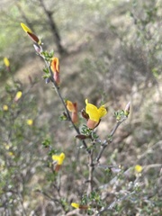 Chamaecytisus spinescens