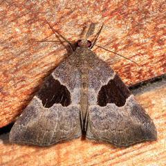 Hypena drucealis