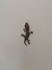 Gekko japonicus