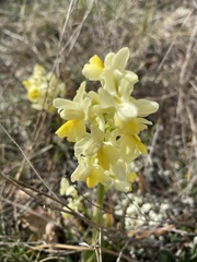 Orchis pauciflora