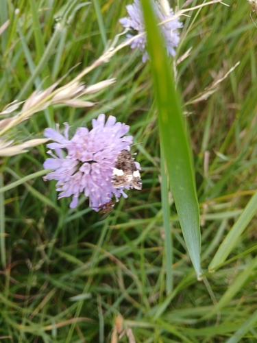 Four-spotted Moth