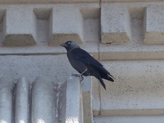 Corvus monedula
