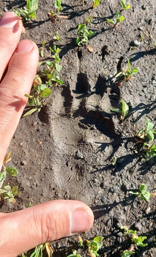 European Badger