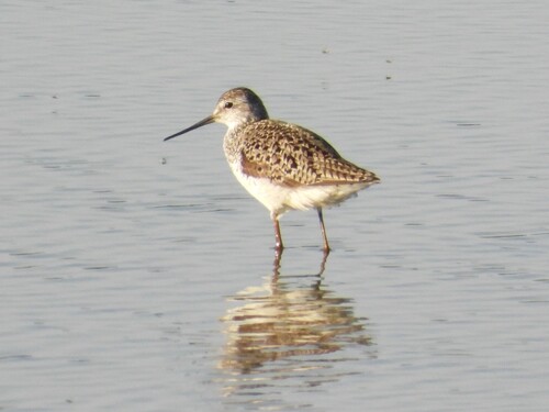 iNaturalist image
