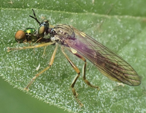 Small Yellow-legged Robber Fly, Graafland, Groot-Ammers, South Holland, NL, photo 10 of 10
