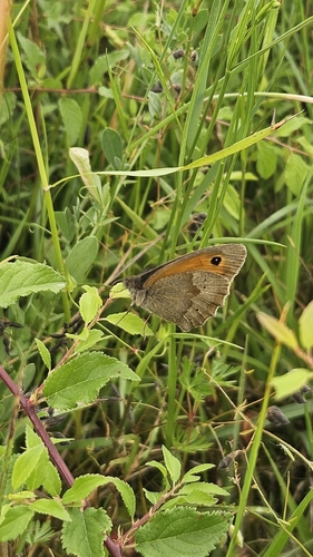 Meadow Brown