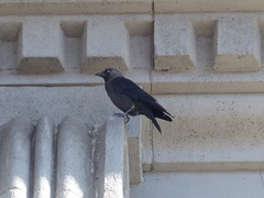 Corvus monedula