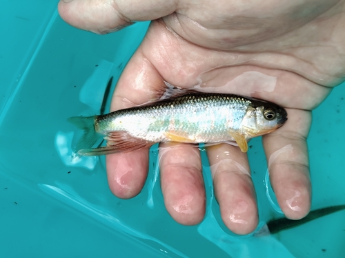Zacco acanthogenys