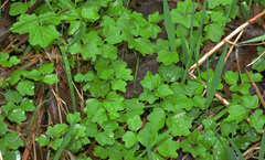 Cardamine angulata