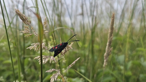 Five-spot Burnet