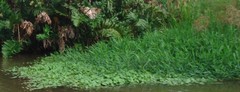 Image of Oryza latifolia