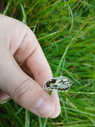 Marbled White