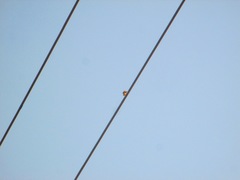 Icterus cucullatus nelsoni