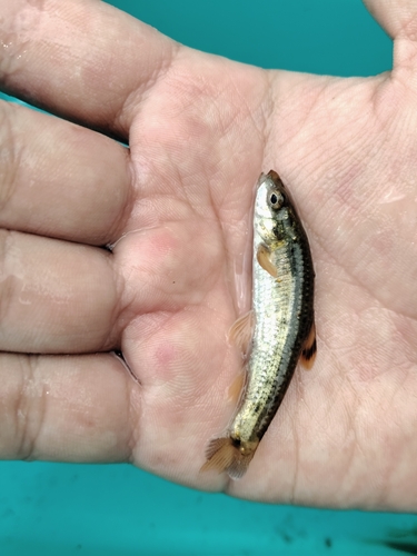 Jialing Gudgeon