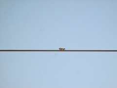 Icterus cucullatus nelsoni