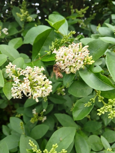 Western Honey Bee