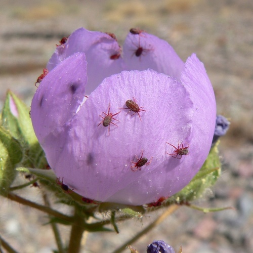 Eremalche rotundifolia, photograph 4