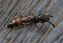 Monosapyga clavicornis