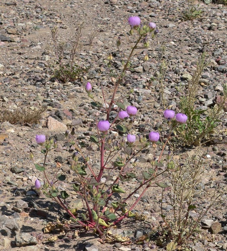 Eremalche rotundifolia, photograph 3