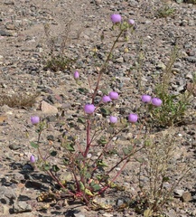 Eremalche rotundifolia, photograph (c) Stan Shebs, some rights reserved (CC BY-SA)