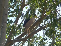 Nycticorax nycticorax