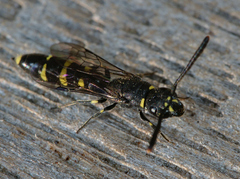 Monosapyga clavicornis