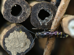 Monosapyga clavicornis