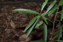 Samadera bidwillii, photograph (c) Greg Tasney, some rights reserved (CC BY-SA)