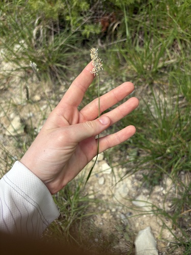 Sesleria alba, photograph 3