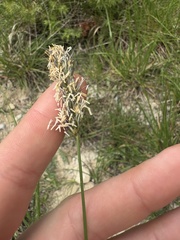 Sesleria alba, photograph (c) Екатерина Кравцова, some rights reserved (CC BY)