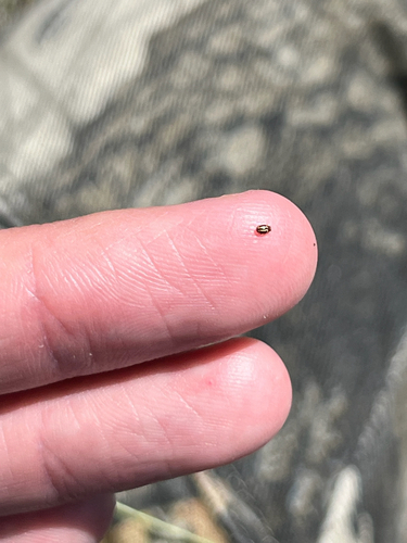 Small Pied Lady Beetles