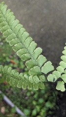 Adiantum diaphanum, photograph (c) 許文俊, some rights reserved (CC BY-SA)