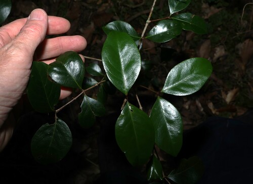 Pleurostylia opposita observed 2026-06-02
