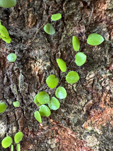 Green penny fern