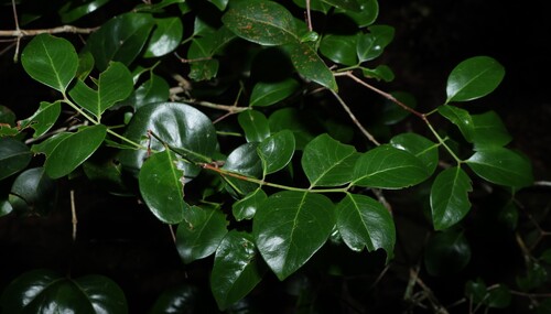 Pleurostylia opposita observed 2026-06-02
