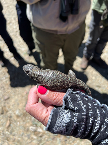 iNaturalist observation photo of Western Fence Lizard