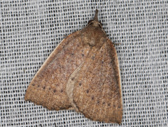 Authaemon stenonipha