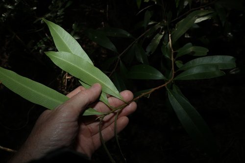 Samadera bidwillii, photograph 4